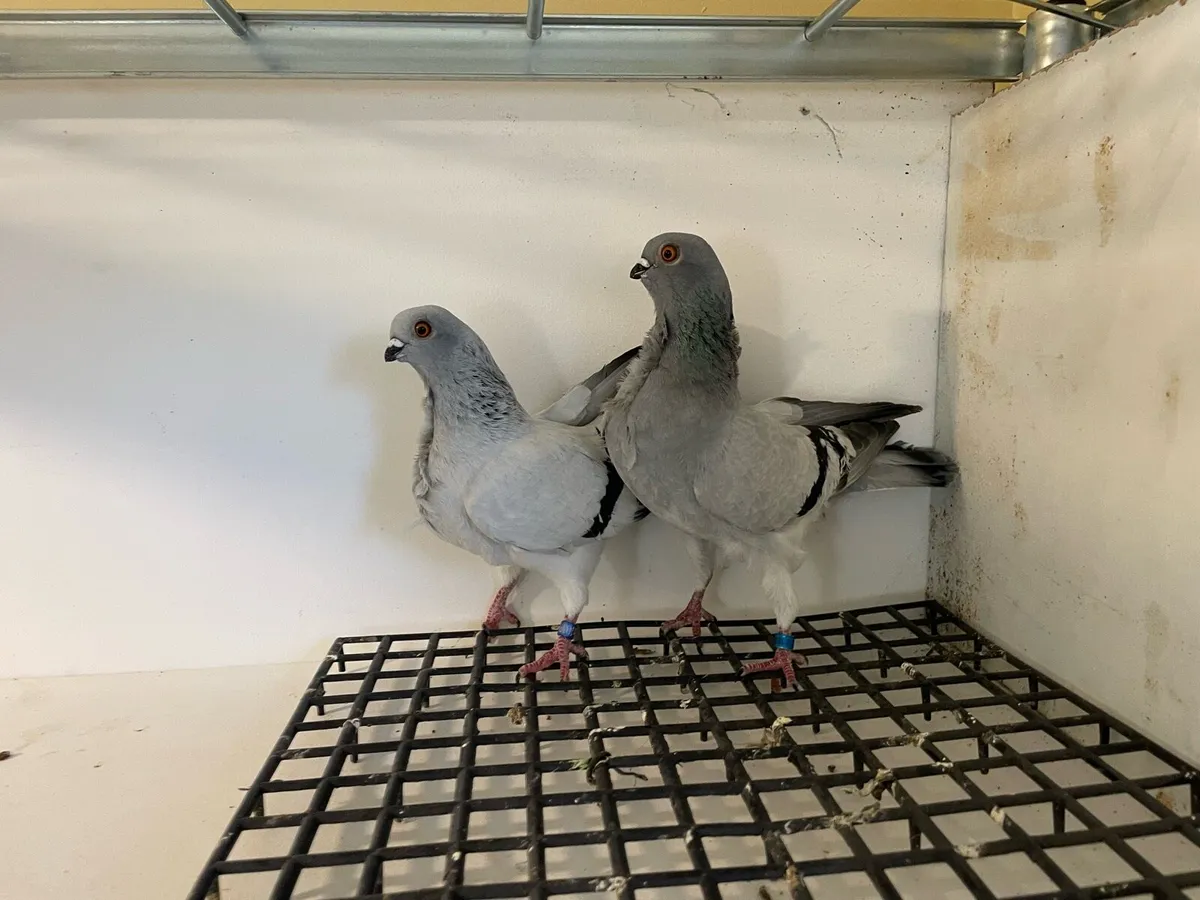 Fancy pigeons - Image 4