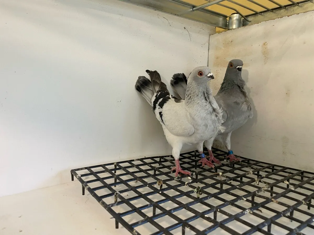 Fancy pigeons - Image 1