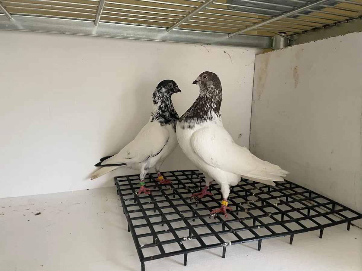 Fancy pigeons - Image 2
