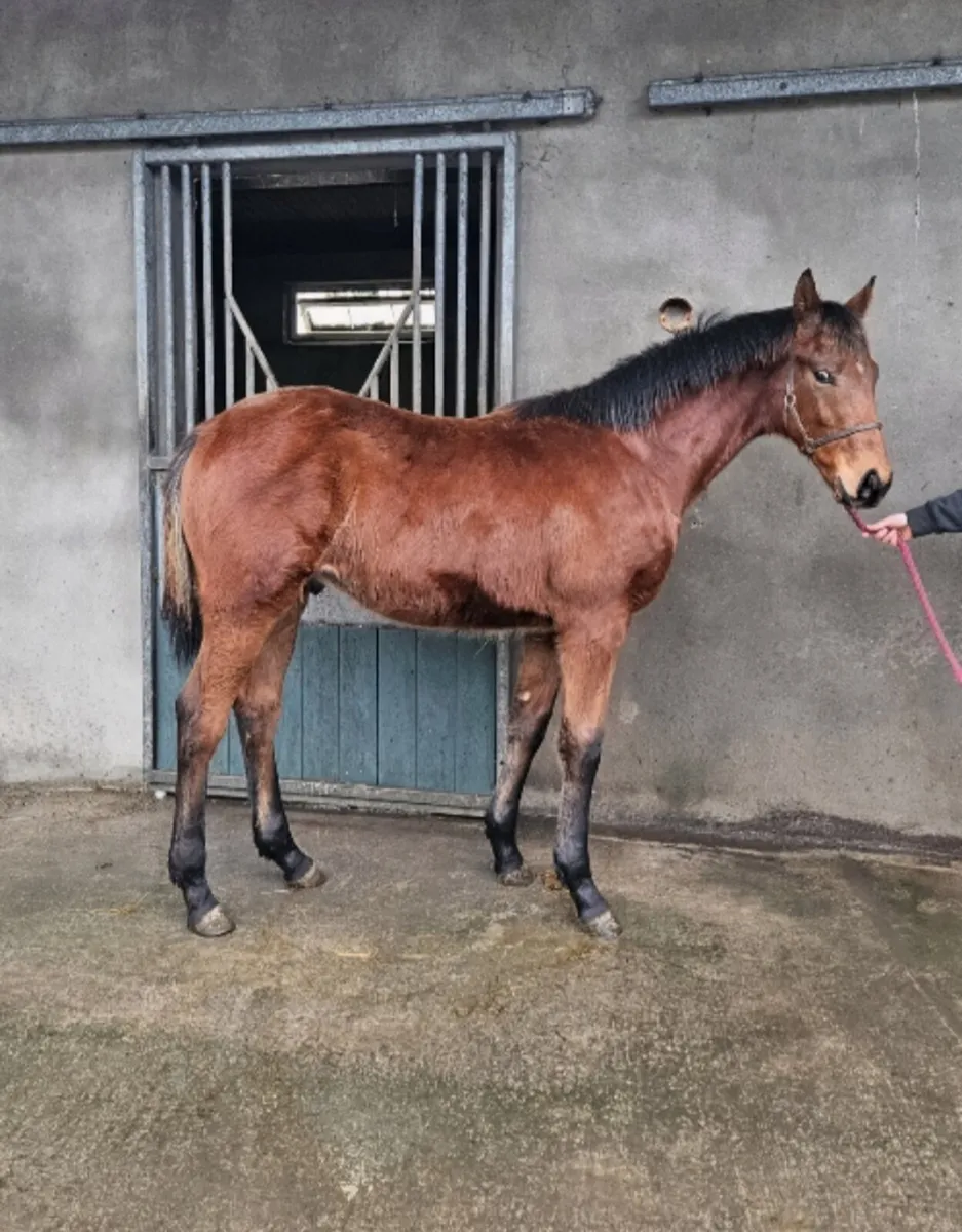 2025 Harzand Colt - Image 1