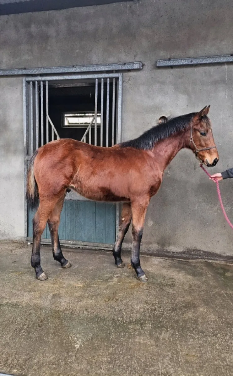 2025 Harzand Colt - Image 2