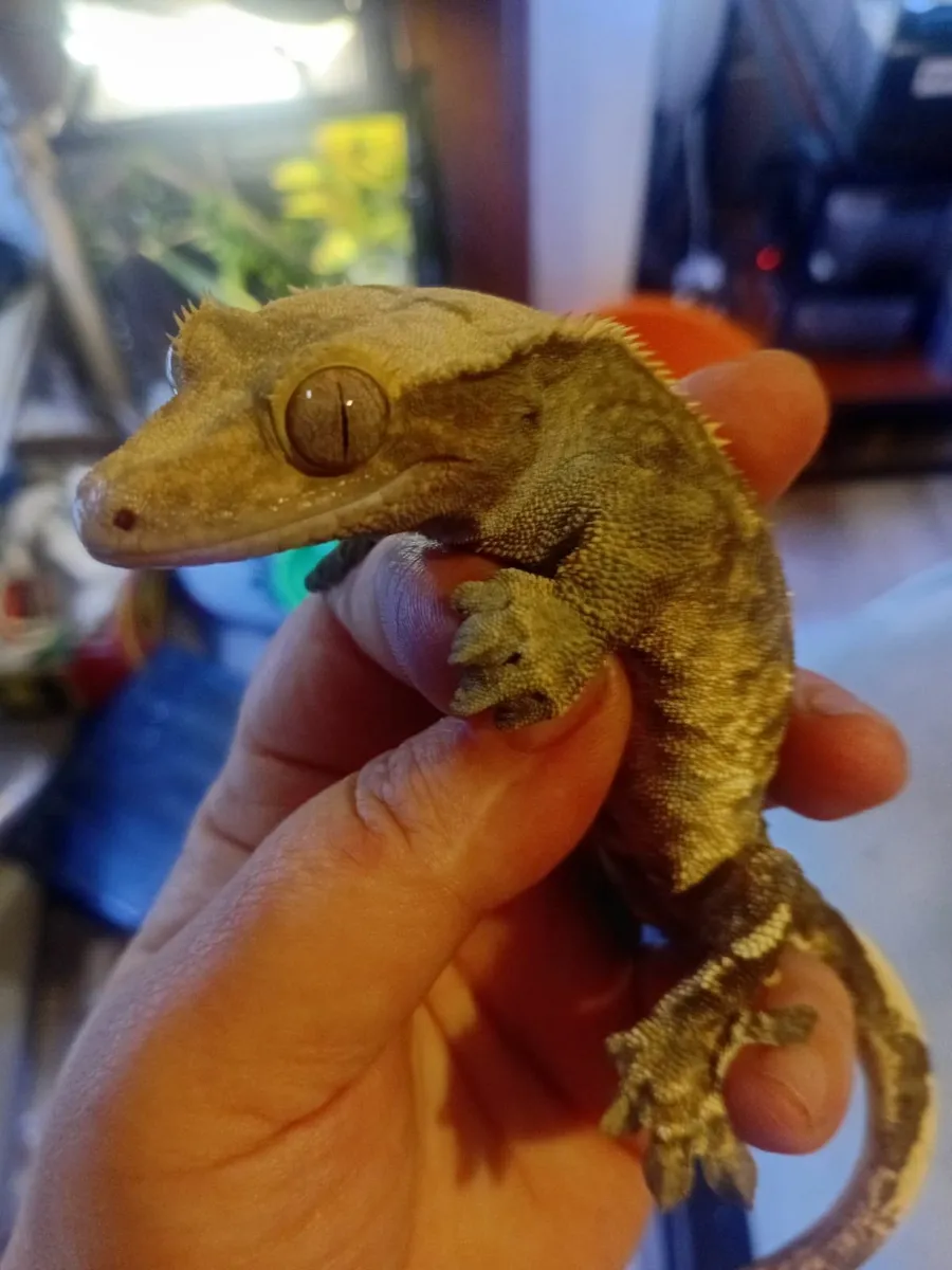 adult crested gecko - Image 1