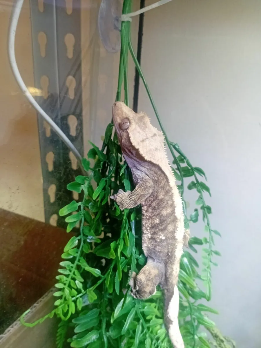adult crested gecko - Image 2