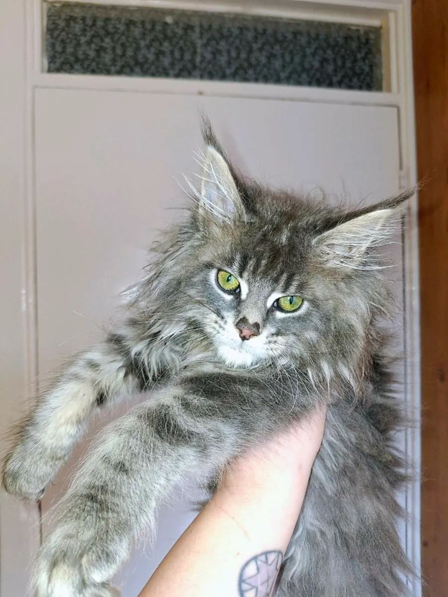 TICA Registered - Image 1