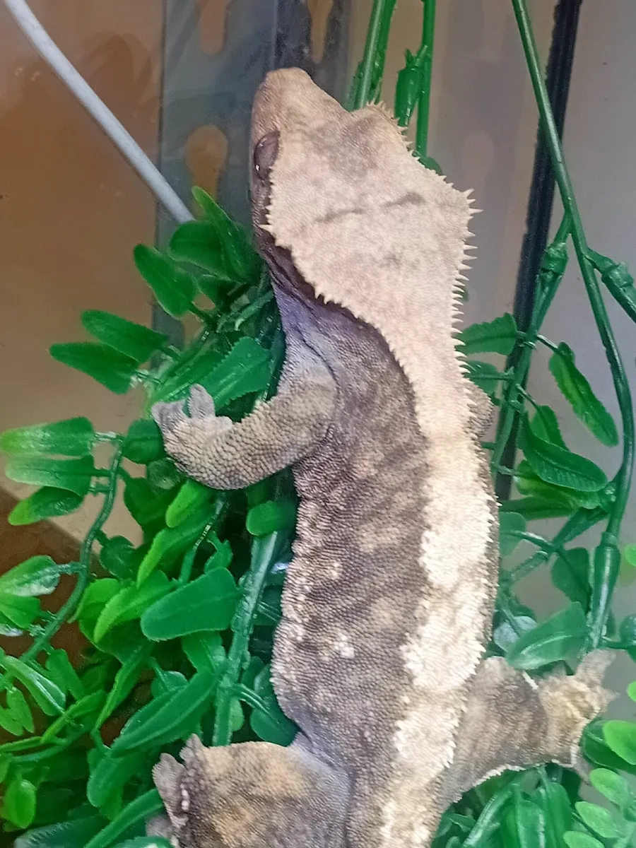 adult crested gecko - Image 3