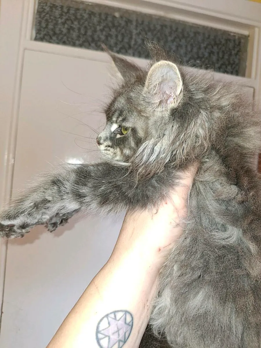 TICA Registered - Image 2