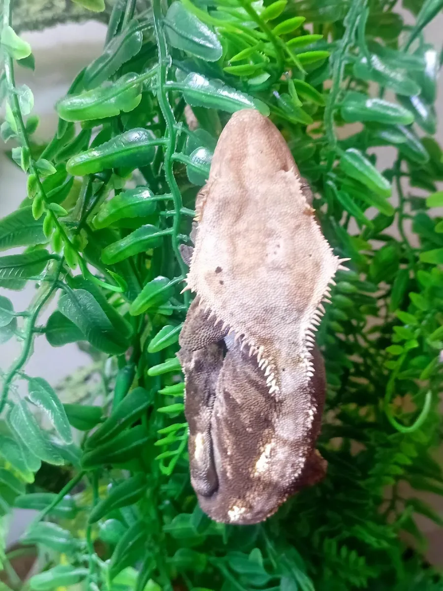 adult crested gecko - Image 4