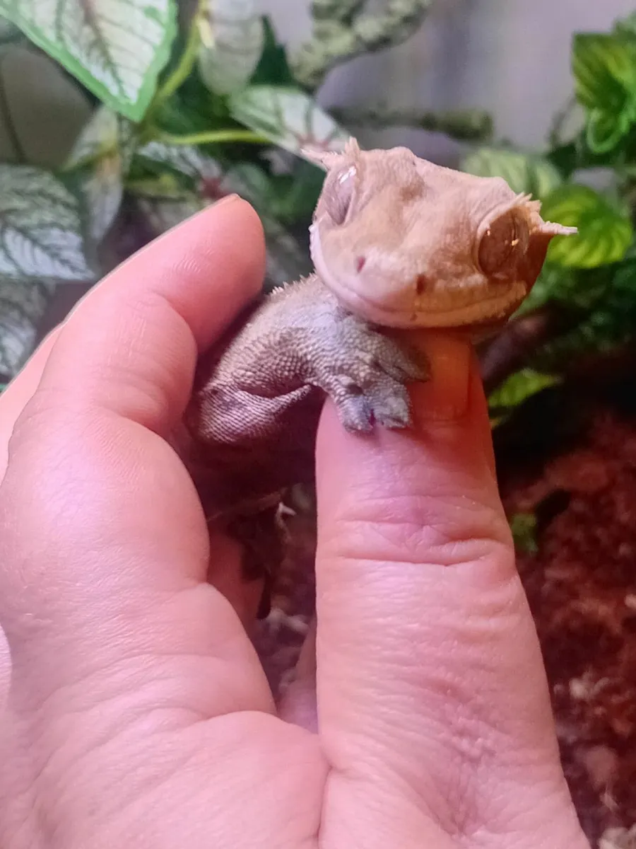 adult crested gecko - Image 1