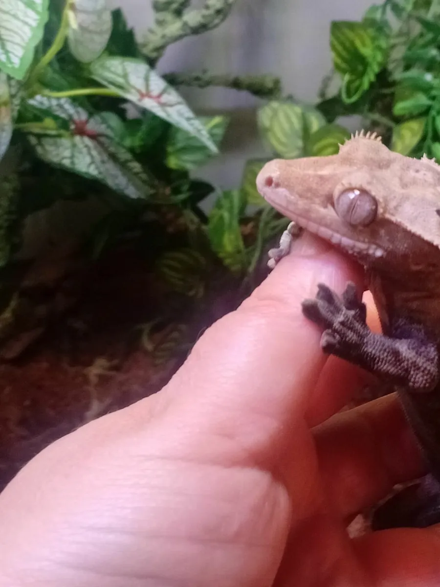 adult crested gecko - Image 3