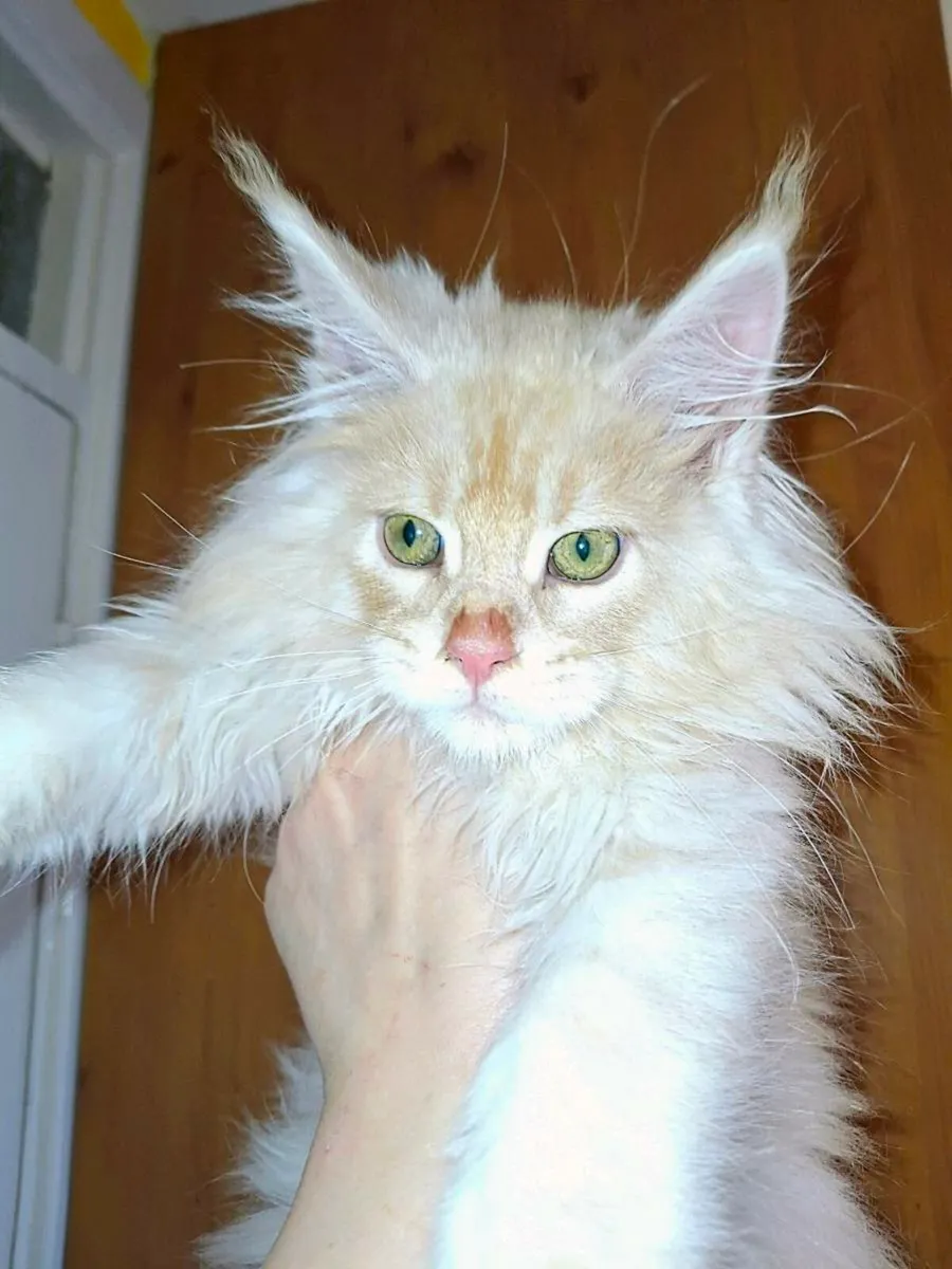 TICA Registered - Image 3