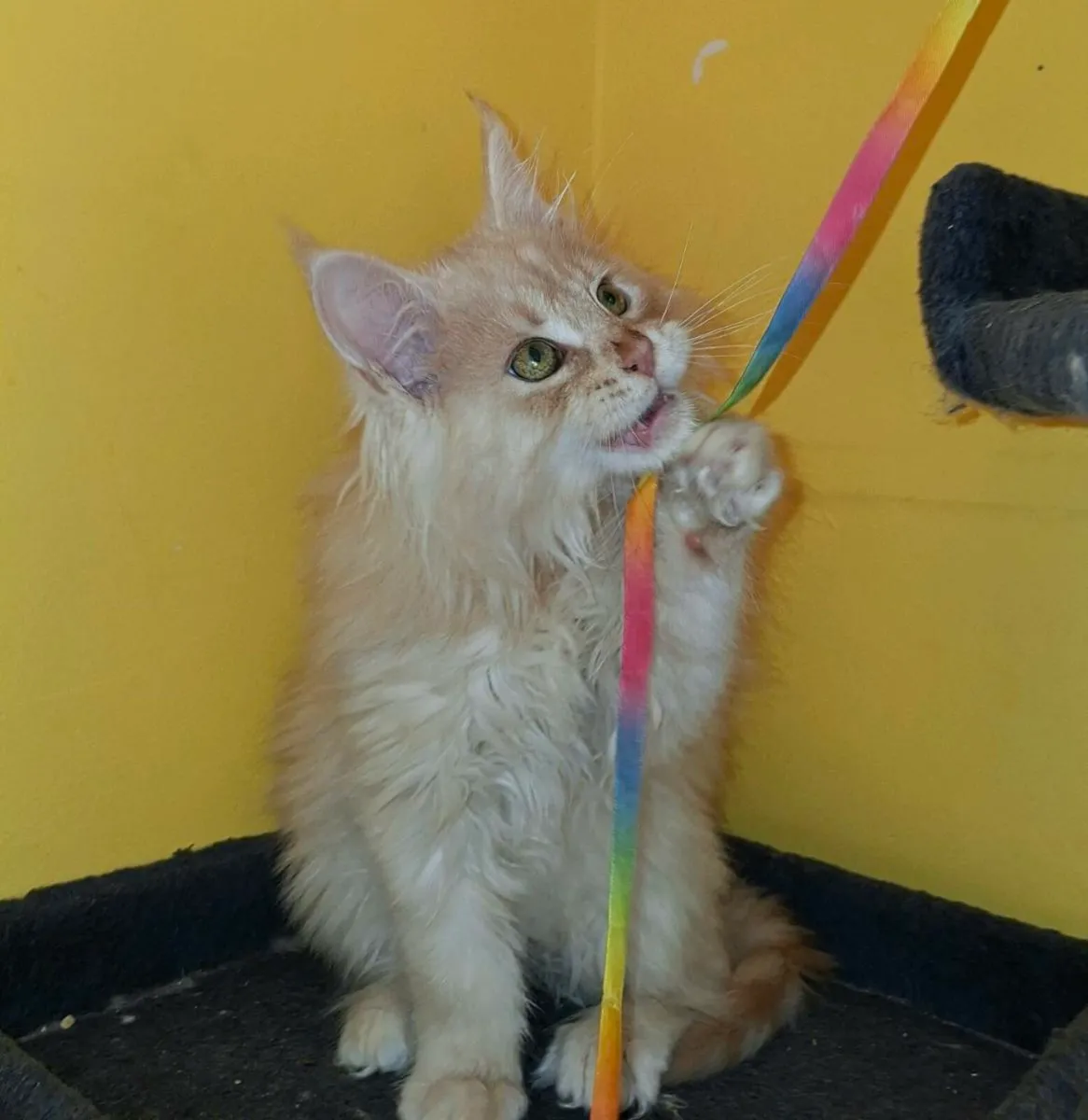 TICA Registered - Image 4