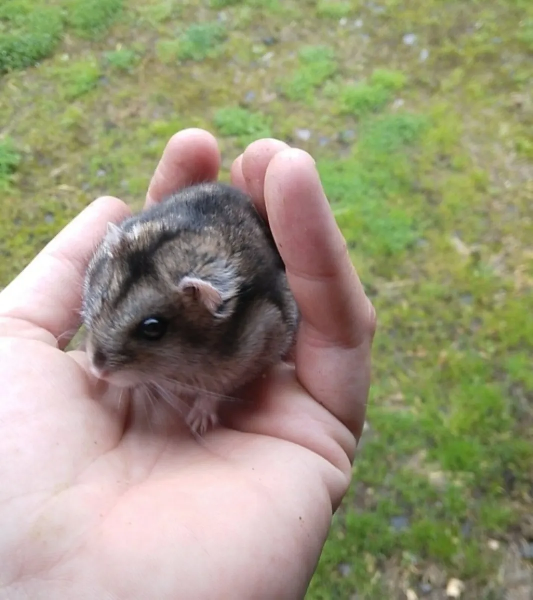 Baby Dwarf  Hamsters New Cages & Accessories - Image 1
