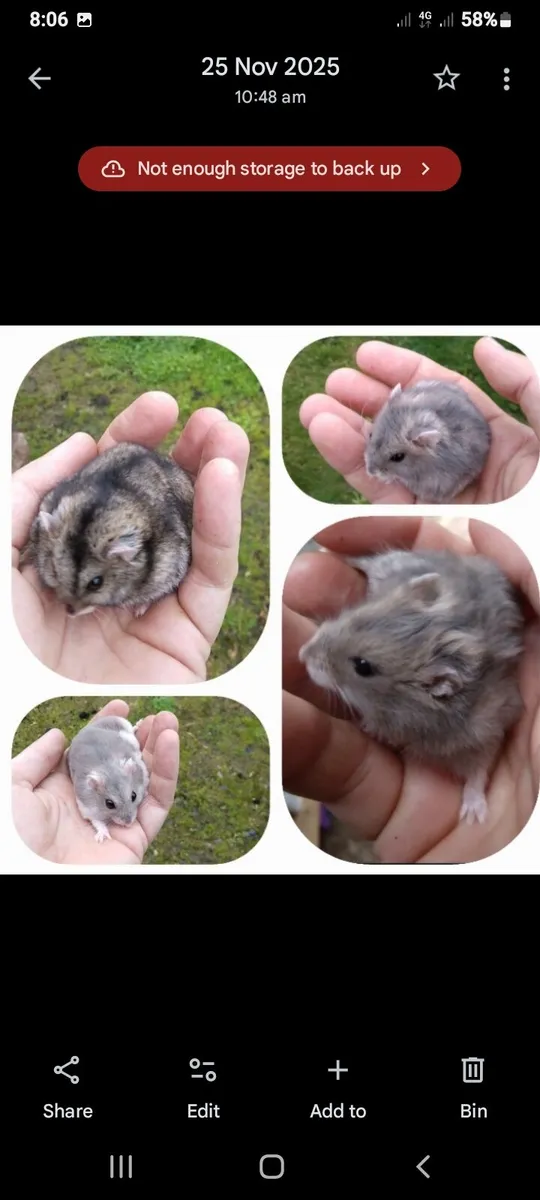 Baby Dwarf  Hamsters New Cages & Accessories - Image 3