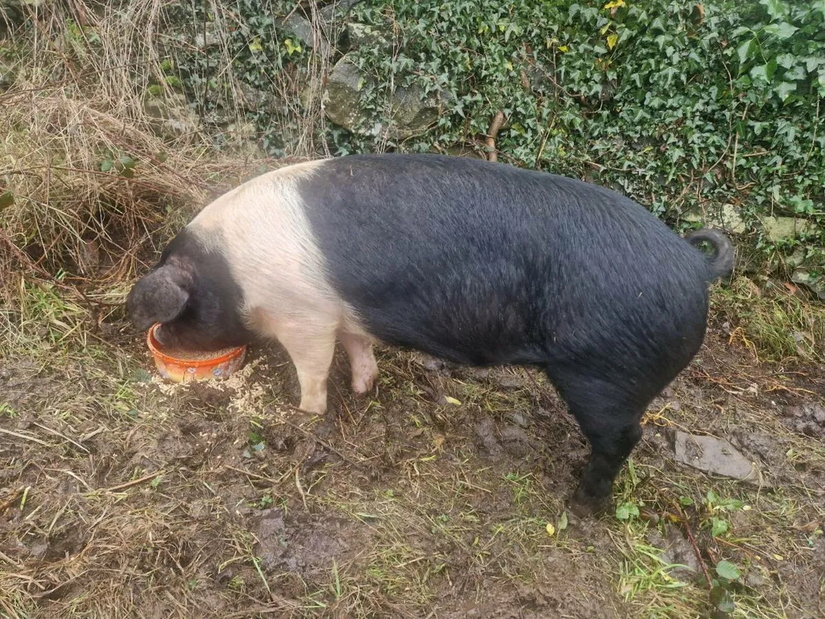 SADDLEBACK GILT 6 months old. - Image 1