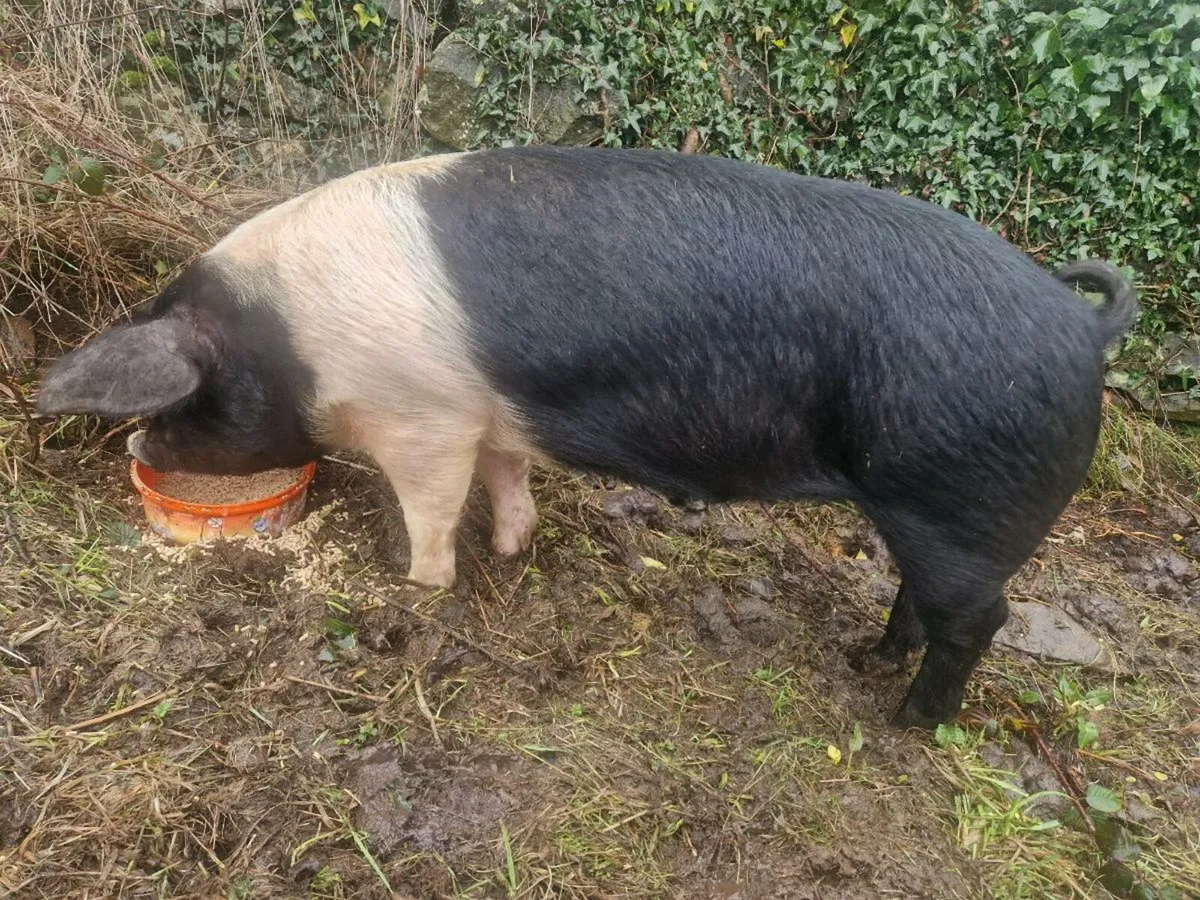 SADDLEBACK GILT 6 months old. - Image 3