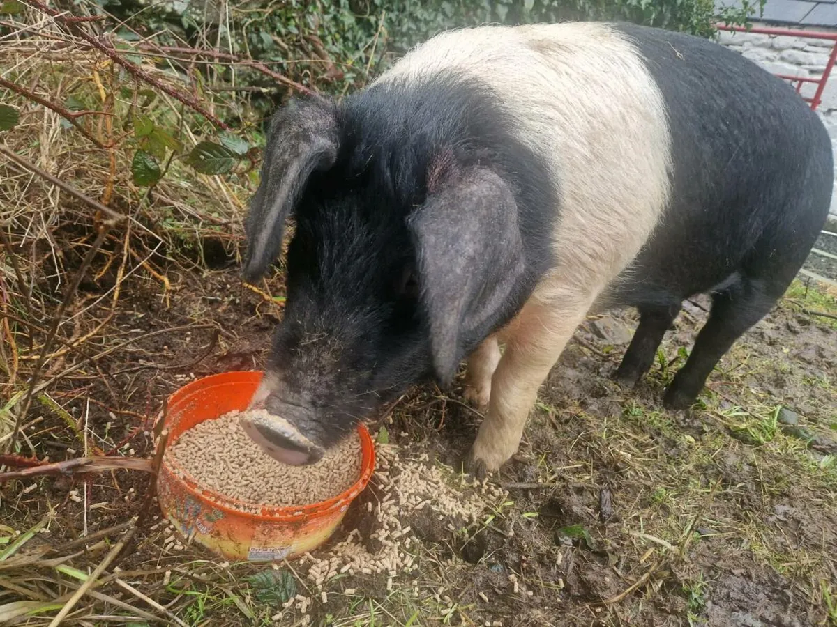 SADDLEBACK GILT 6 months old. - Image 2