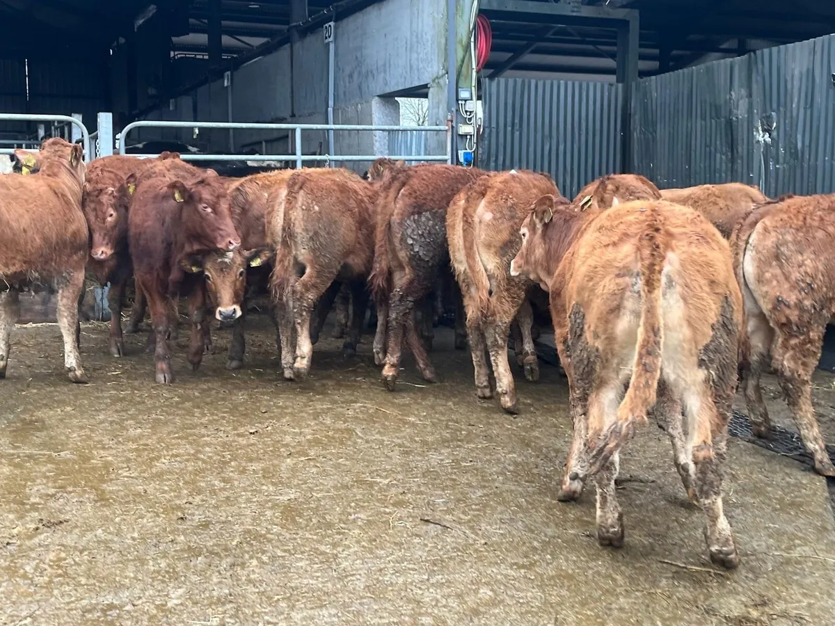 15 super 350kg limousin store heifers - Image 4