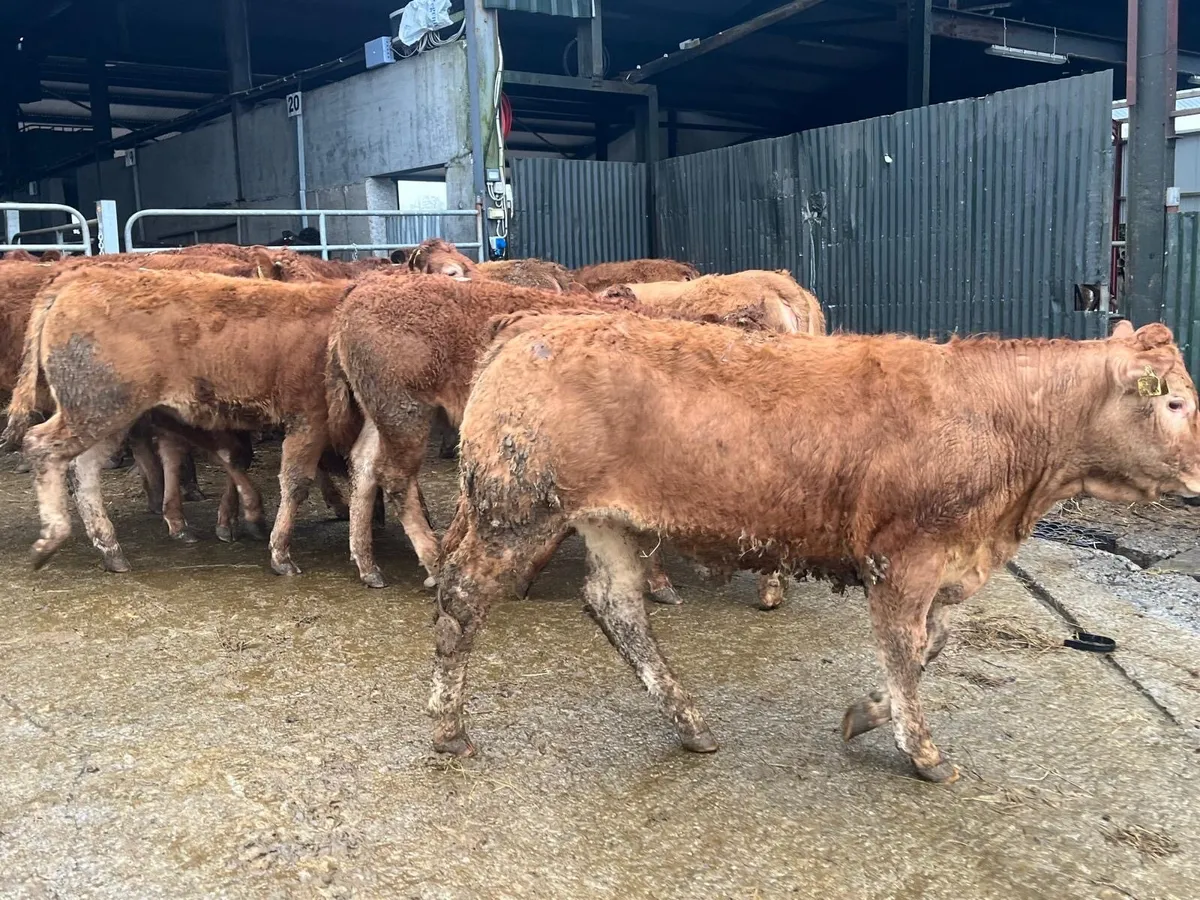 15 super 350kg limousin store heifers - Image 1
