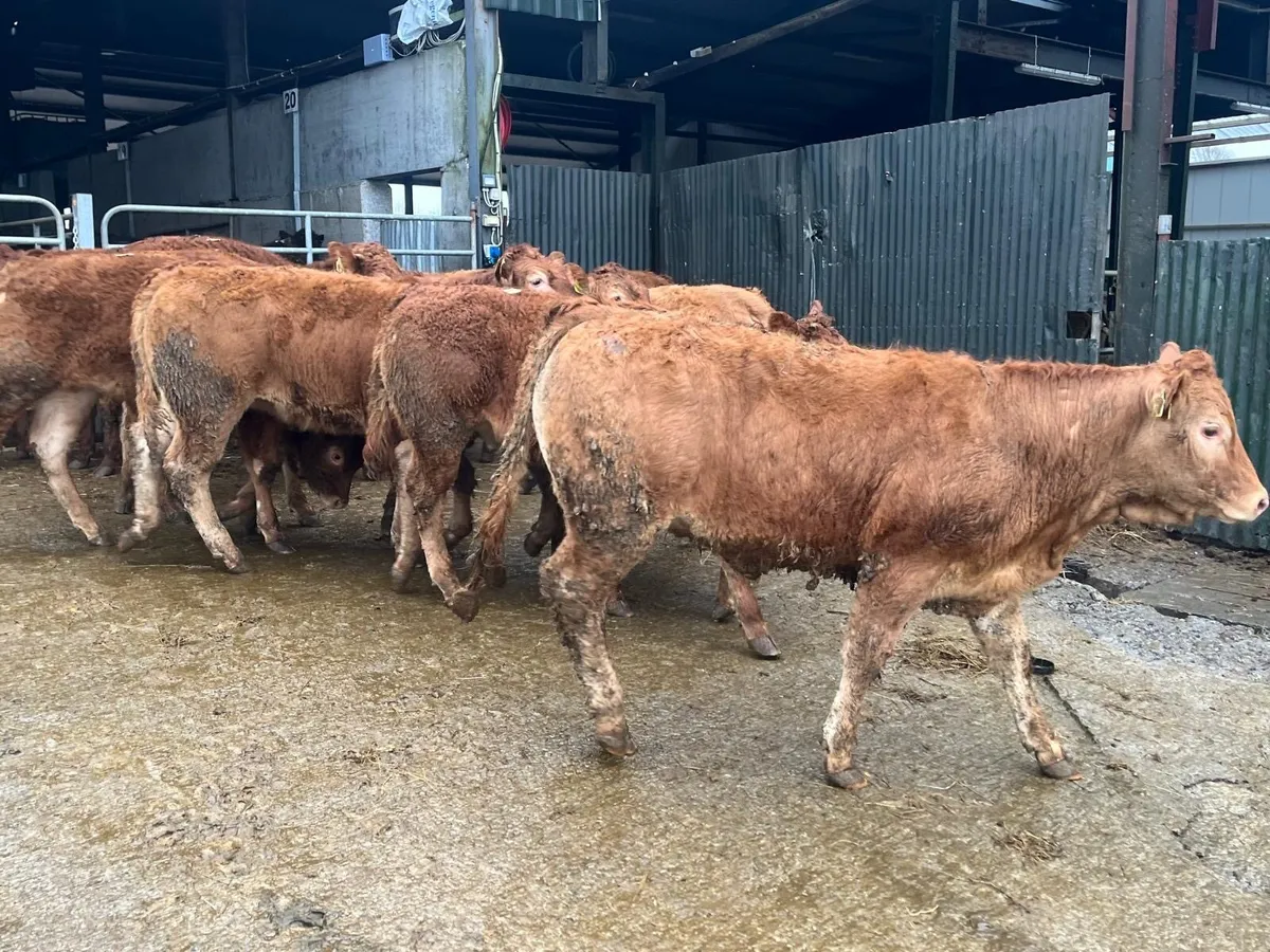 15 super 350kg limousin store heifers - Image 2
