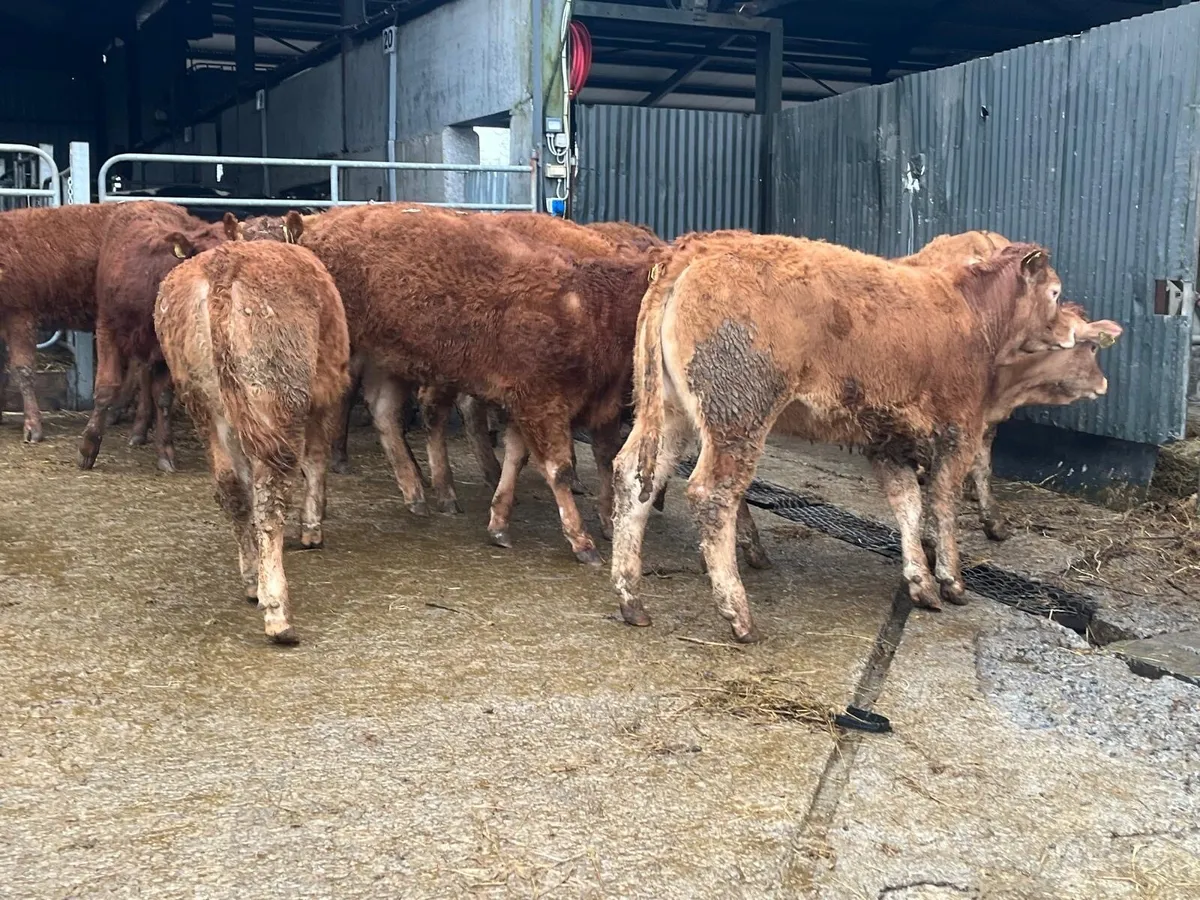 15 super 350kg limousin store heifers - Image 3