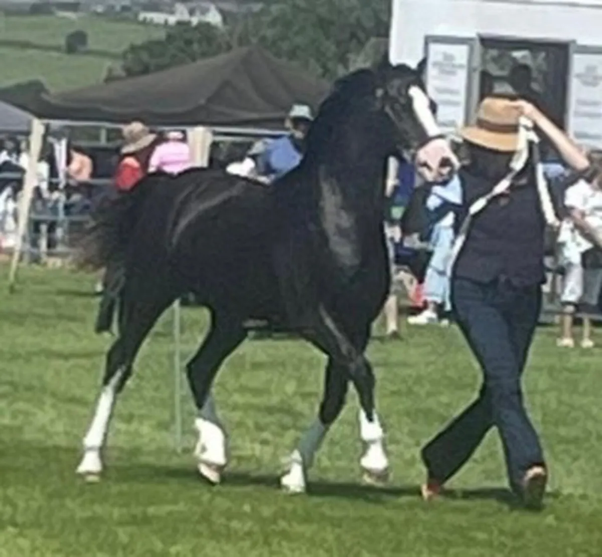 Welsh sec c 2 year old filly - Image 1