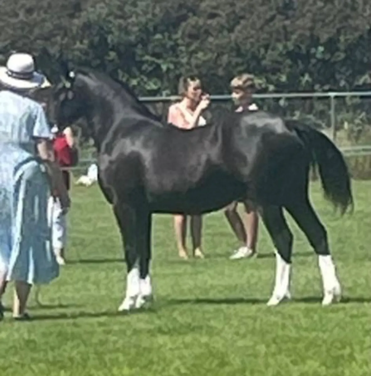 Welsh sec c 2 year old filly - Image 2