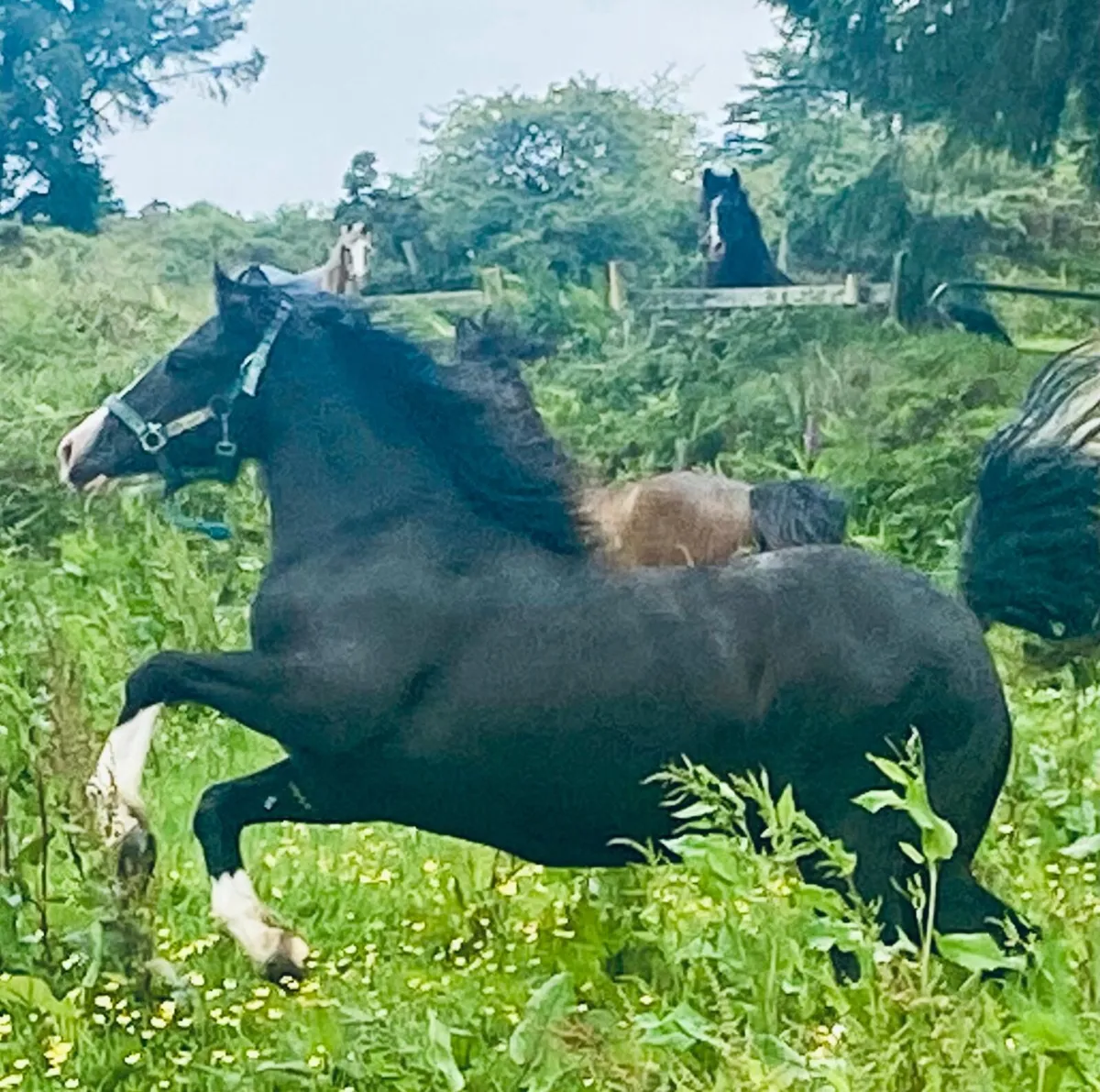 Welsh sec c 2 year old filly - Image 4