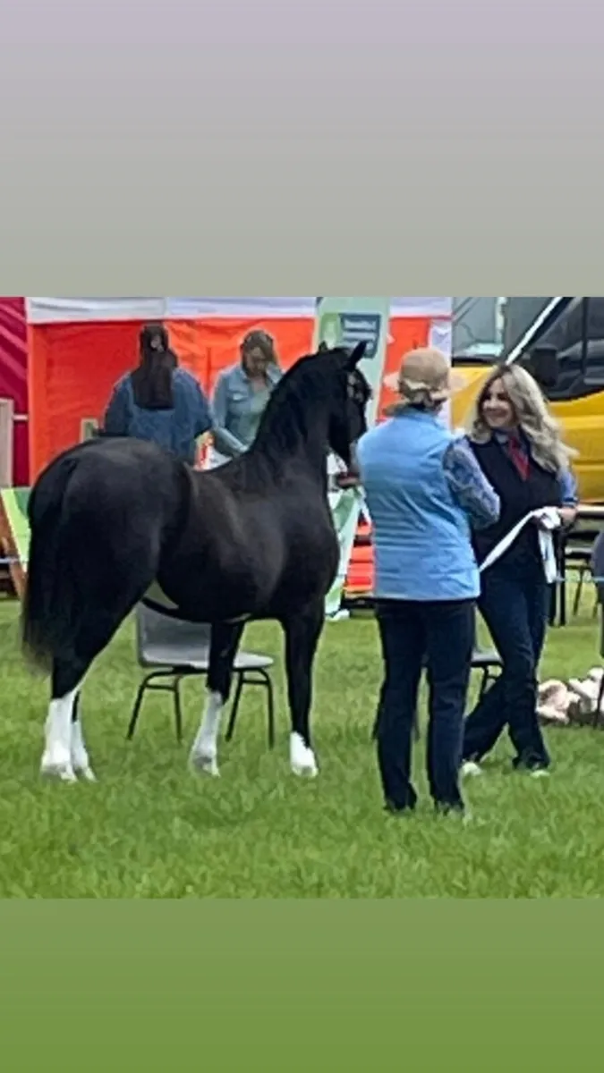 Welsh sec c 2 year old filly - Image 3