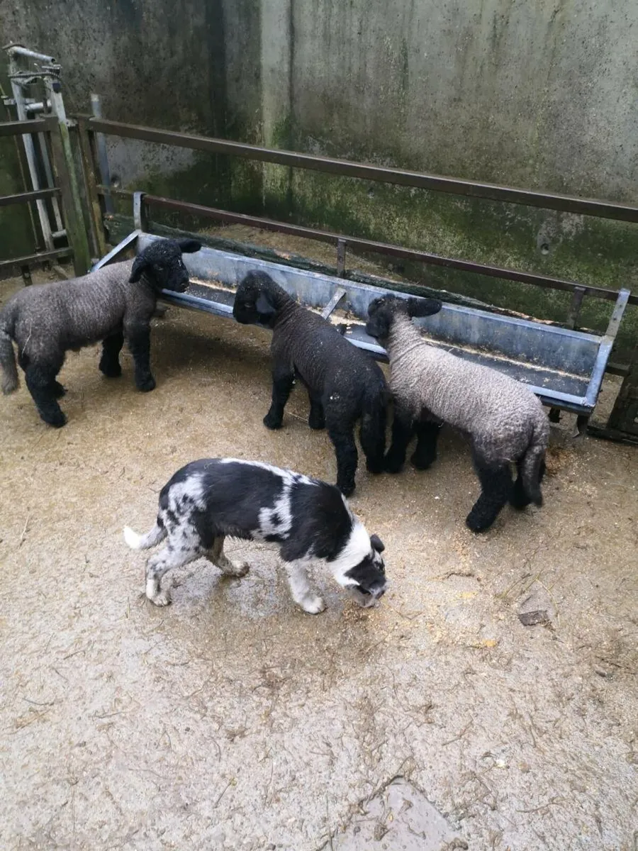 PB Suffolk pet lambs - Image 1
