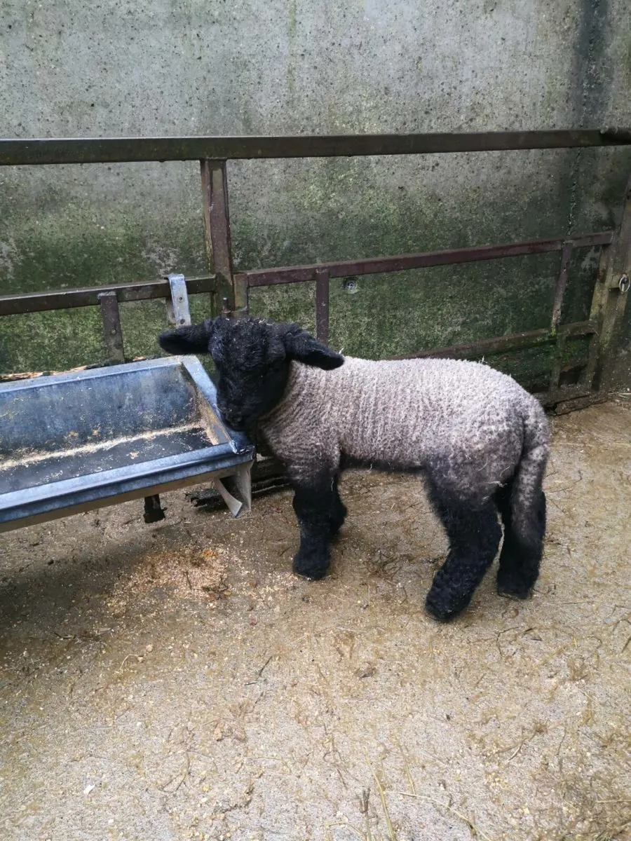 PB Suffolk pet lambs - Image 2