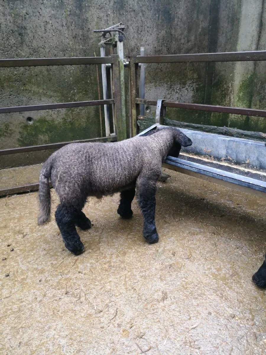 PB Suffolk pet lambs - Image 3