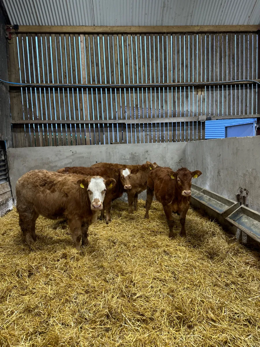 Show heifers - Image 4