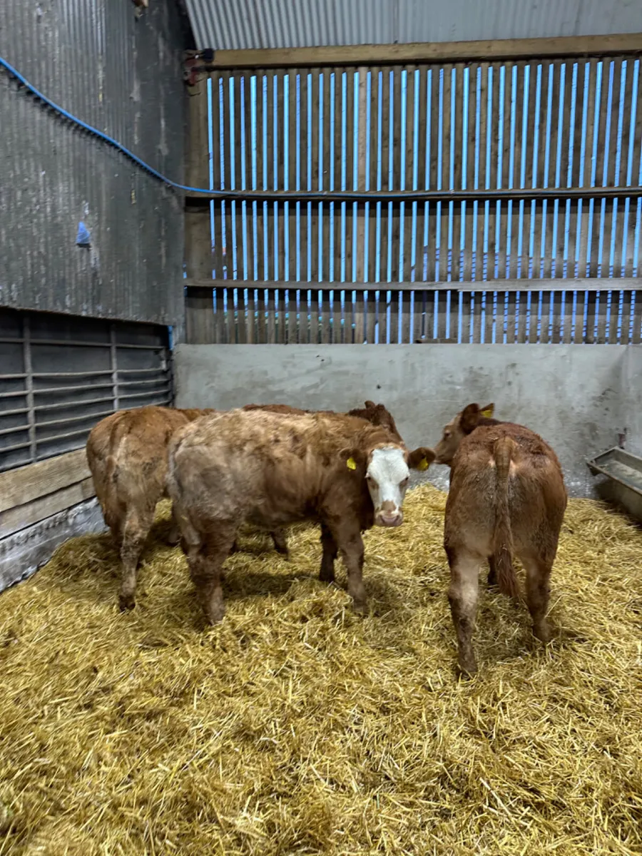 Show heifers - Image 1