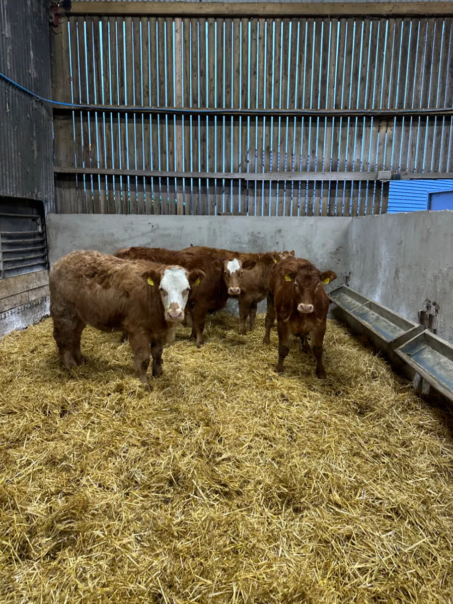 Show heifers - Image 3