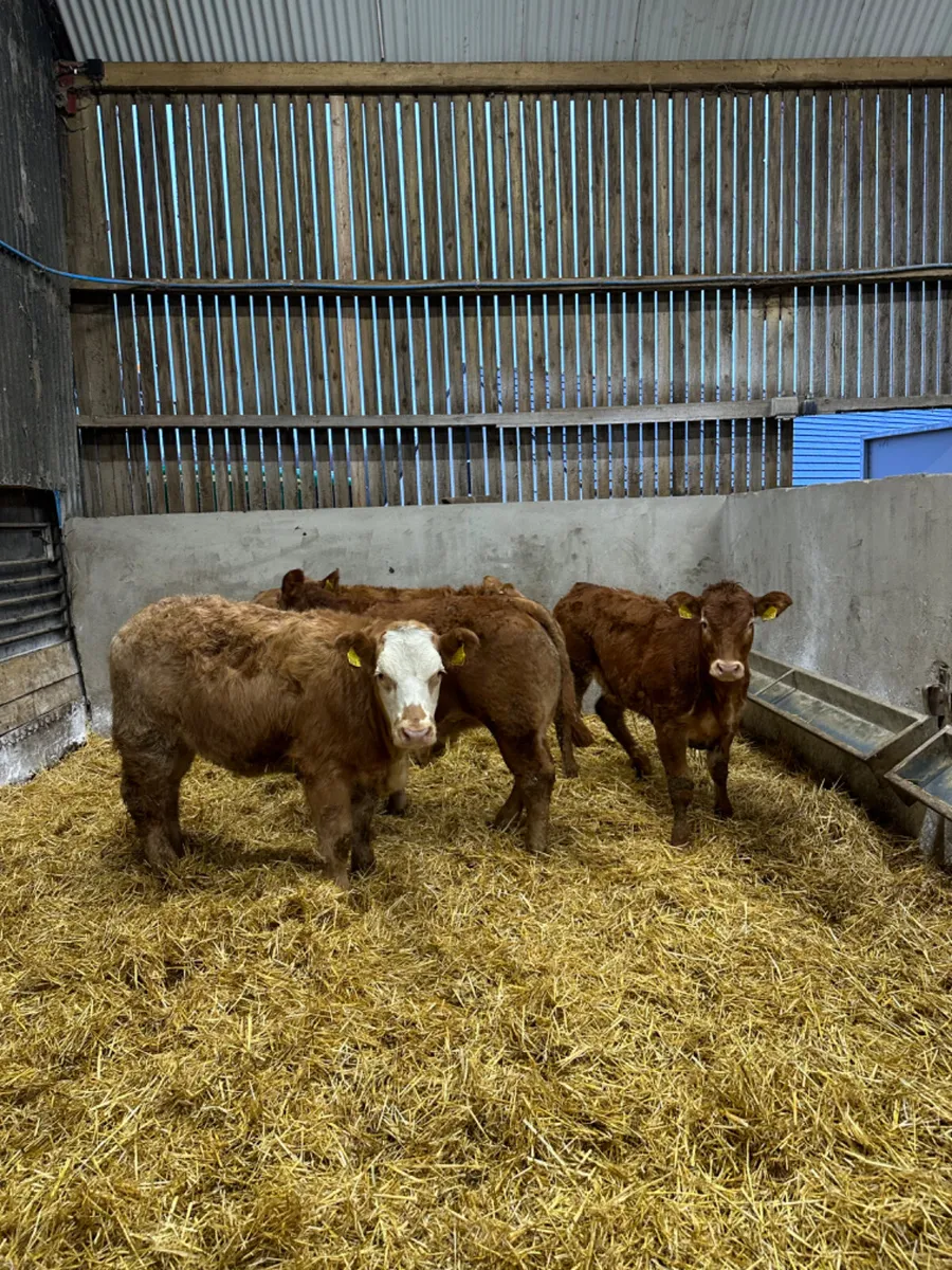 Show heifers - Image 2