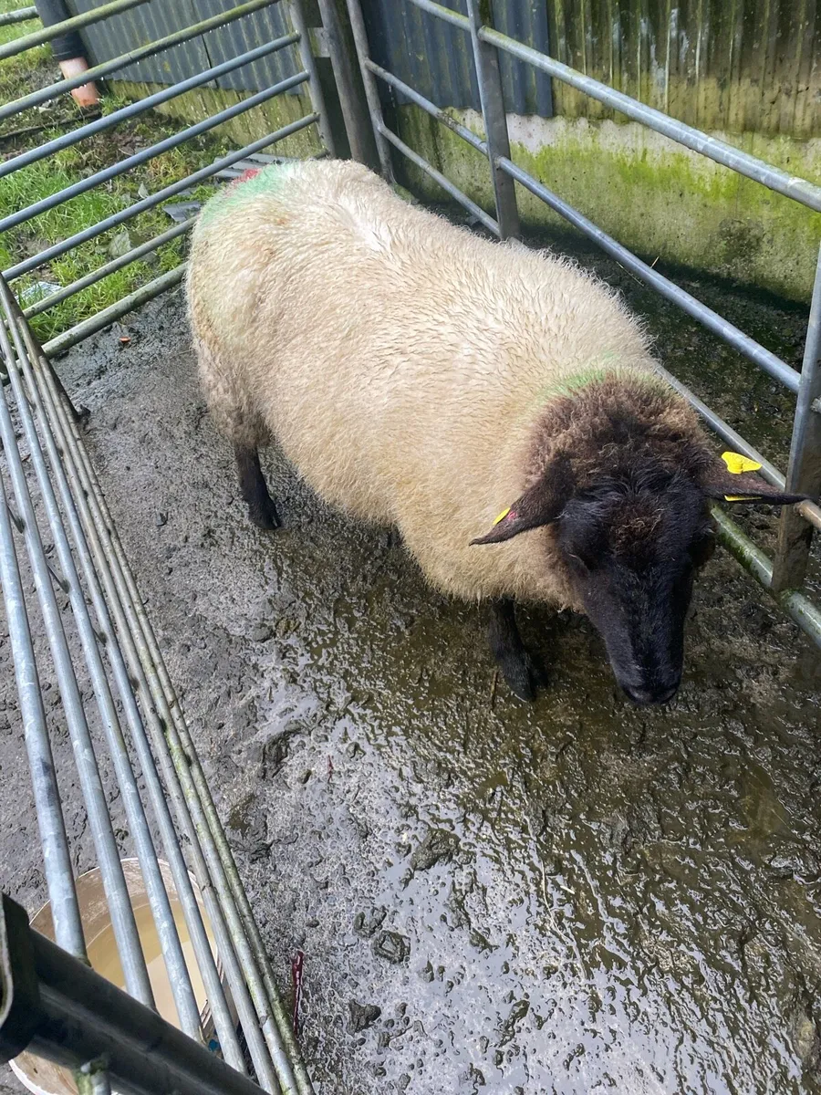 Foster ewe