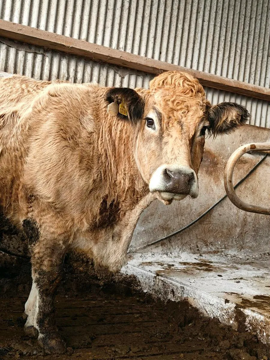 Mature in calf Aubrac Cow - Image 1