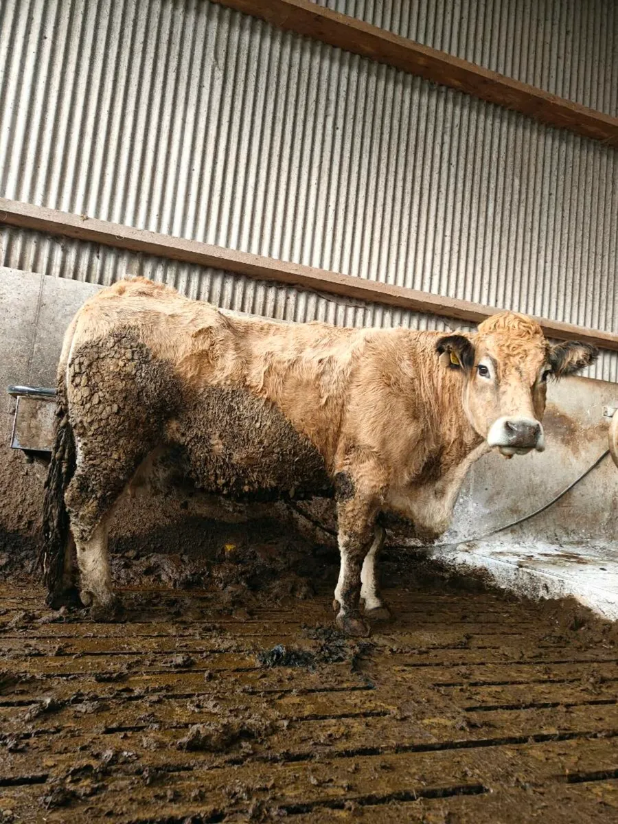 Mature in calf Aubrac Cow - Image 2