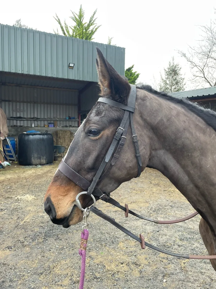 16.1 Irish Sport Horse - Image 1