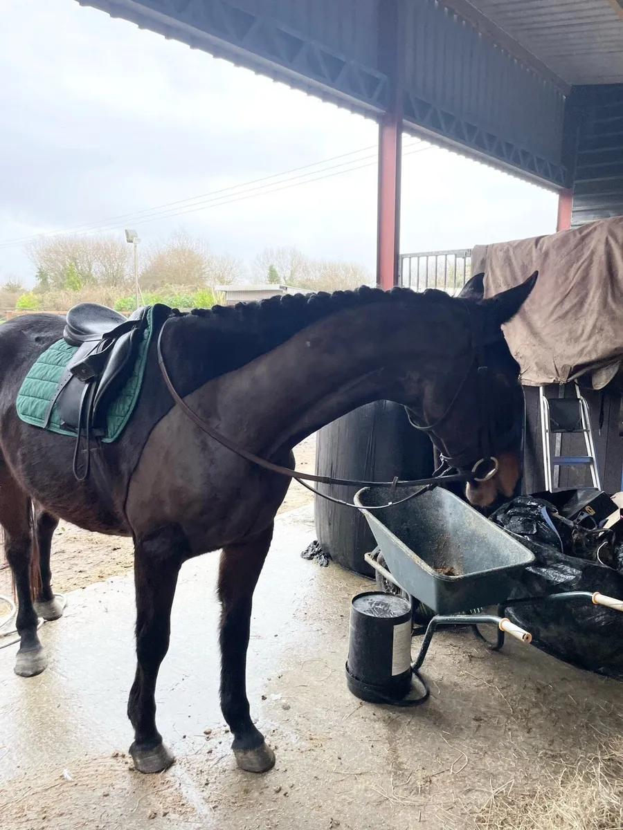 16.1 Irish Sport Horse - Image 3