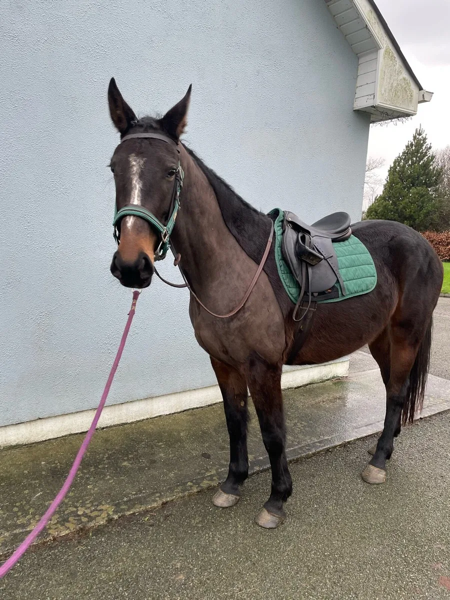 16.1 Irish Sport Horse - Image 4