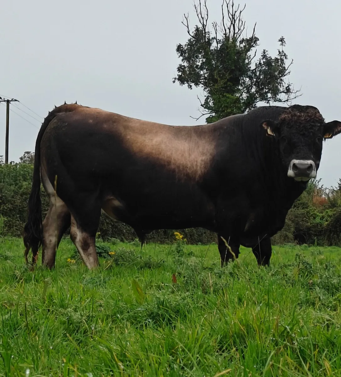 Mature in calf Aubrac Cow - Image 3