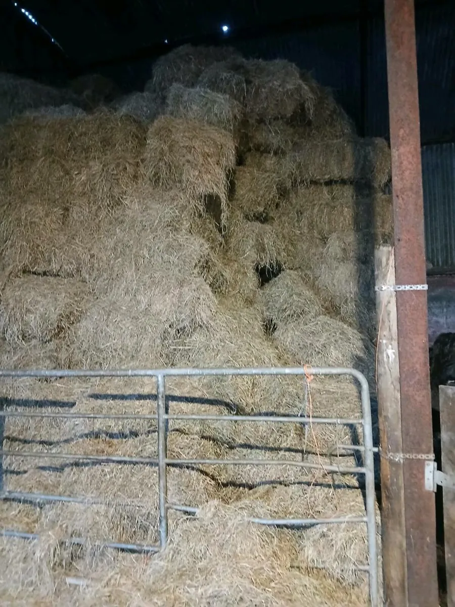 Round and square bales for sale - Image 3