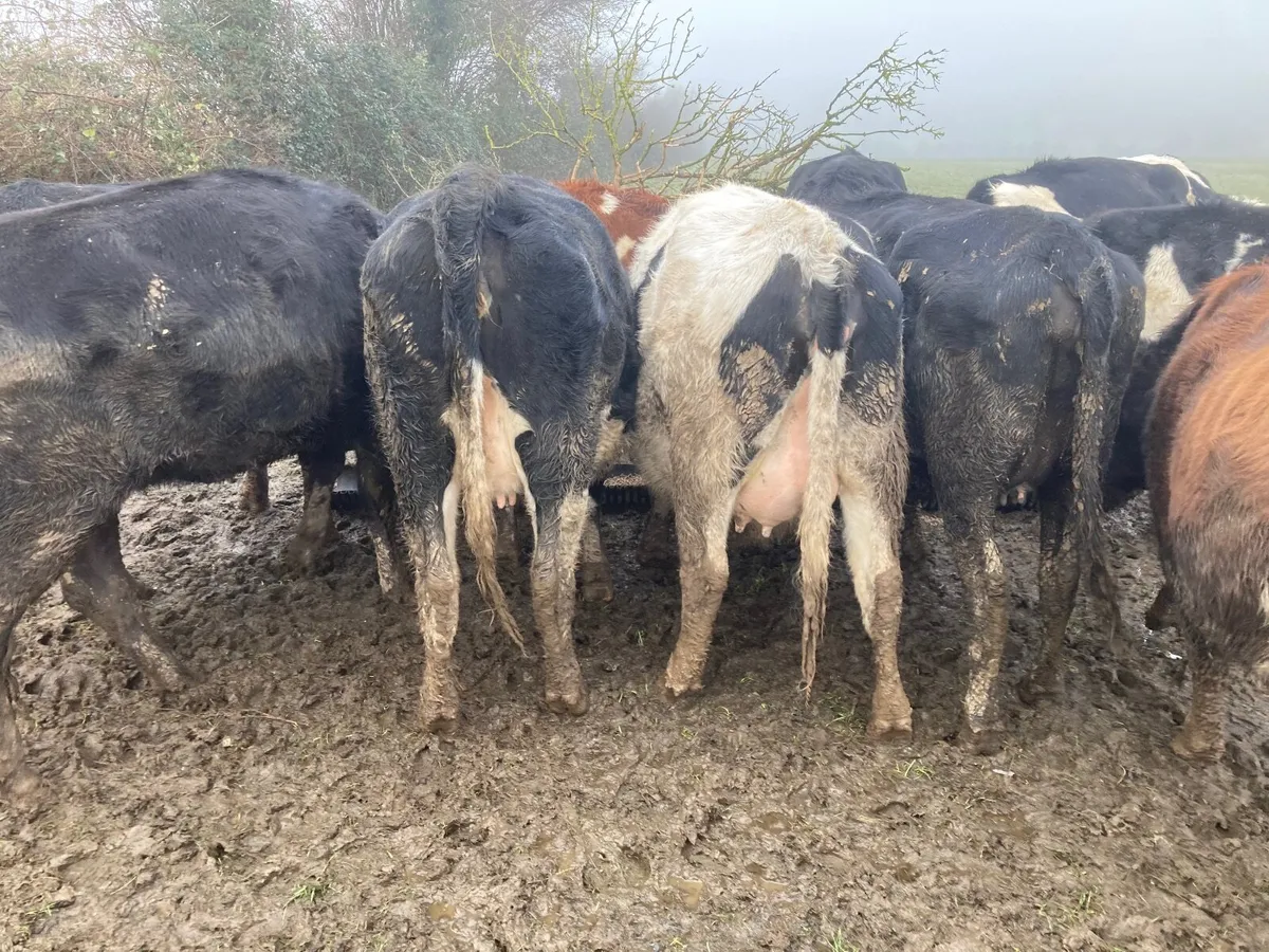 Incalf heifers - Image 1