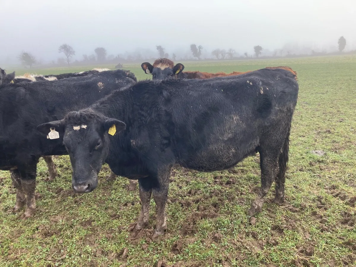 Incalf heifers - Image 3