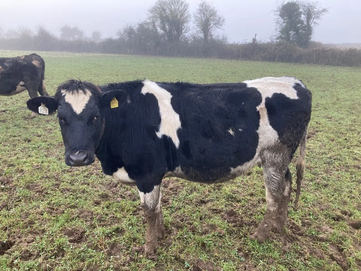 Incalf heifers - Image 4