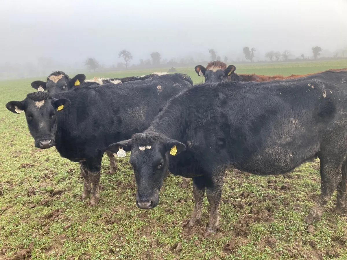 Incalf heifers - Image 2