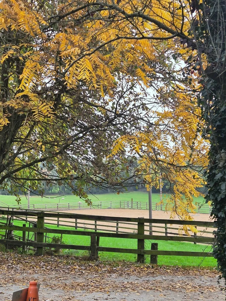 Horse livery space - Image 1