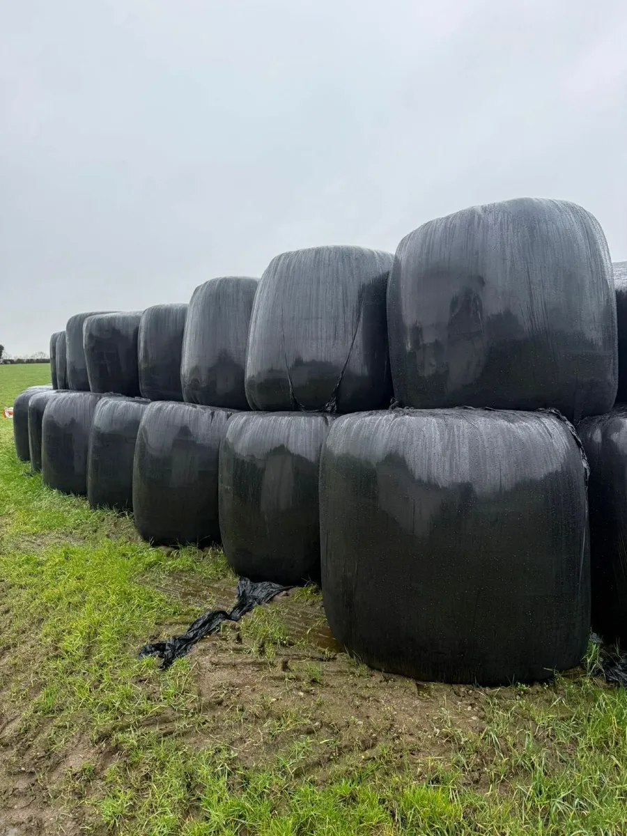 Silage Bales - Image 2