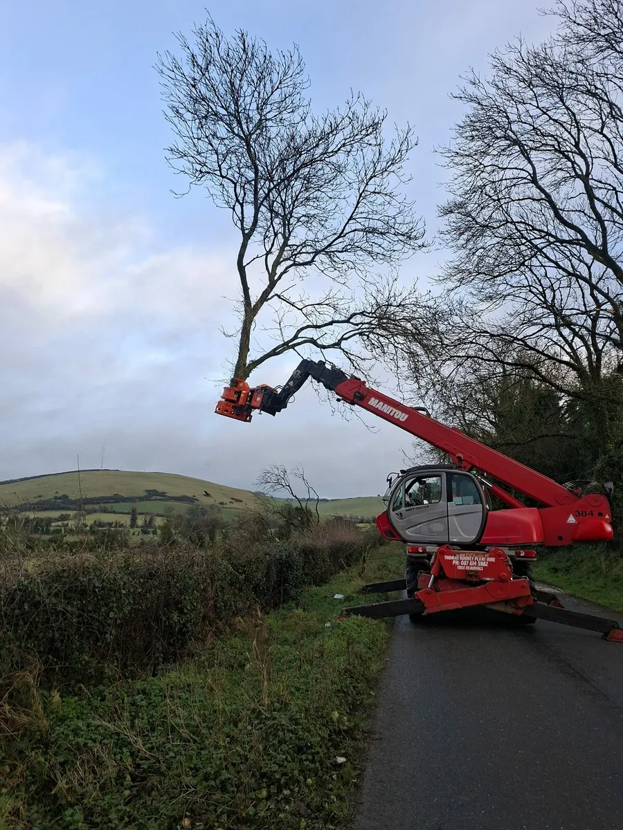 Tree removal - Image 1